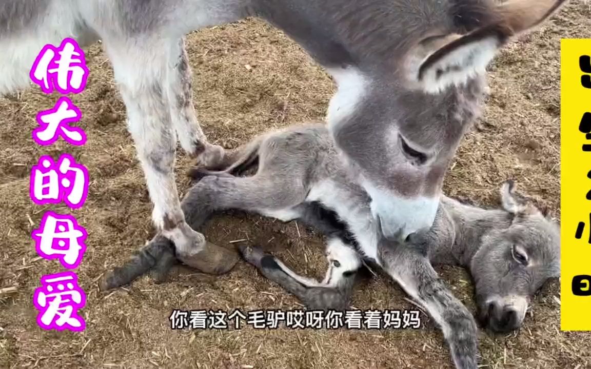 母愛是天性,剛生下來的驢寶寶奄奄一息,驢媽媽焦急萬分在呼喚它