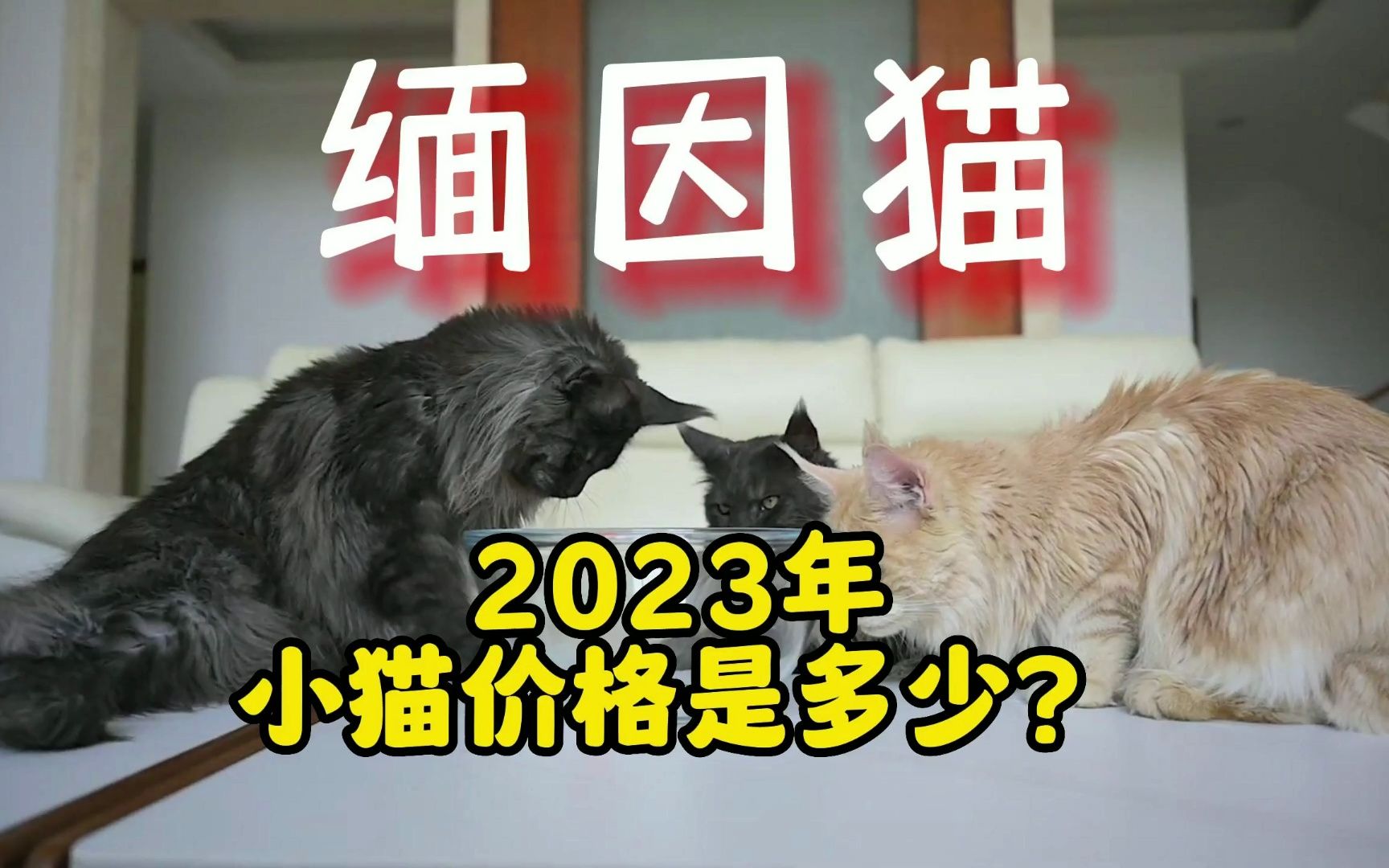 缅因猫幼猫多少钱?缅因猫价格是多少 ?哔哩哔哩bilibili