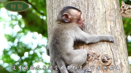 喜欢看小猴视频的朋友看我主页空间介绍或者私我哔哩哔哩bilibili