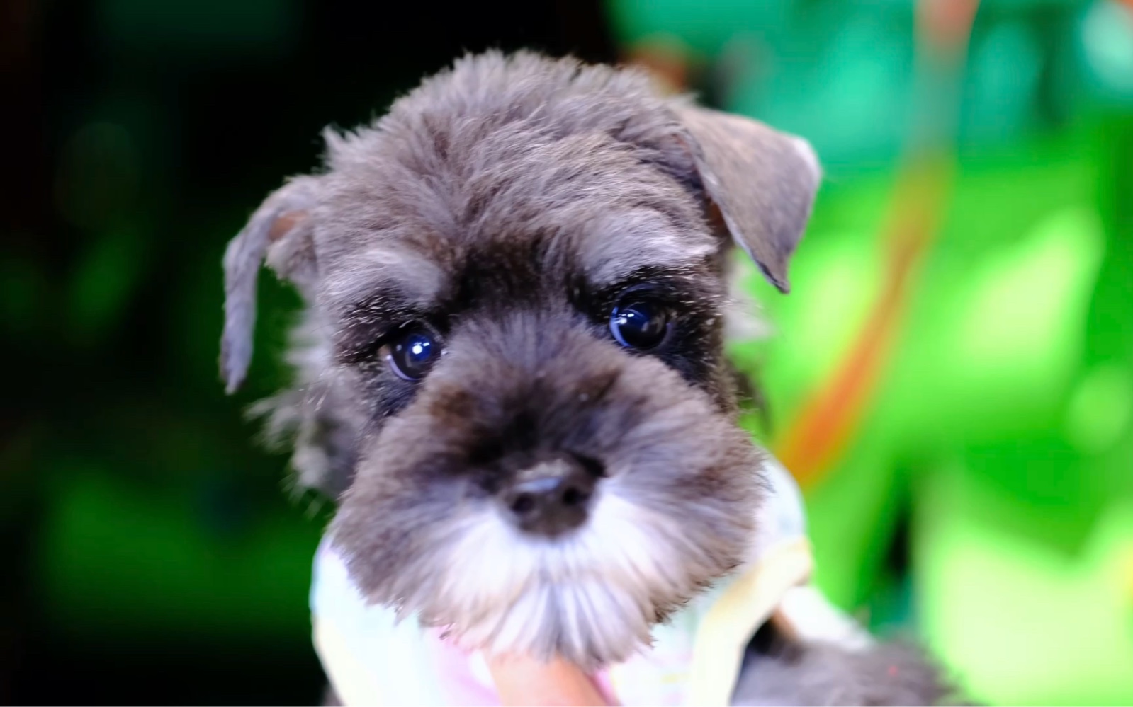 求 杭州家养 雪纳瑞椒盐赛级双血统雪纳瑞弟弟 生日9.