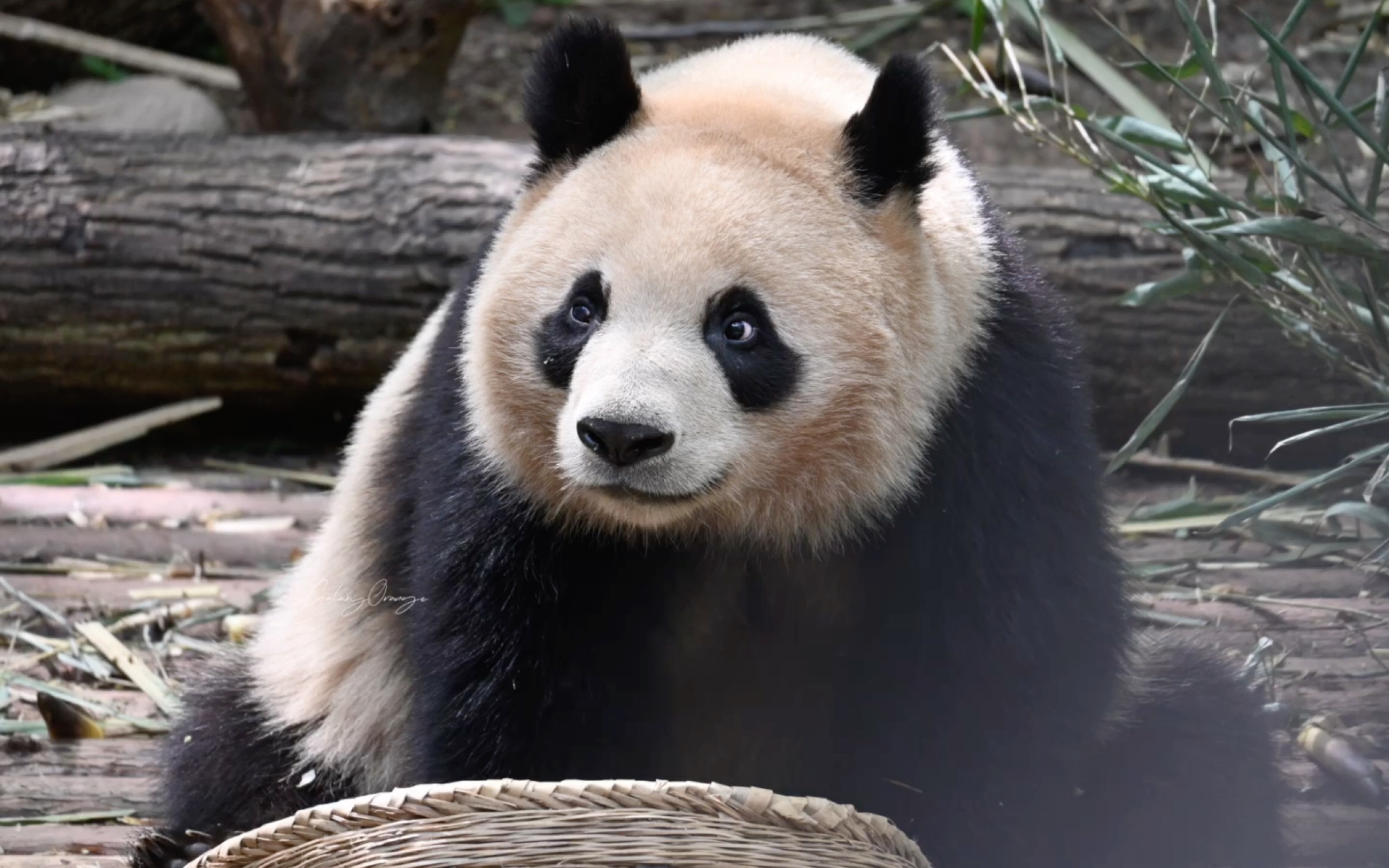 【大熊猫润玥】230406 虽然还会有没睁右眼的时候 但是眼睛睁开时候的