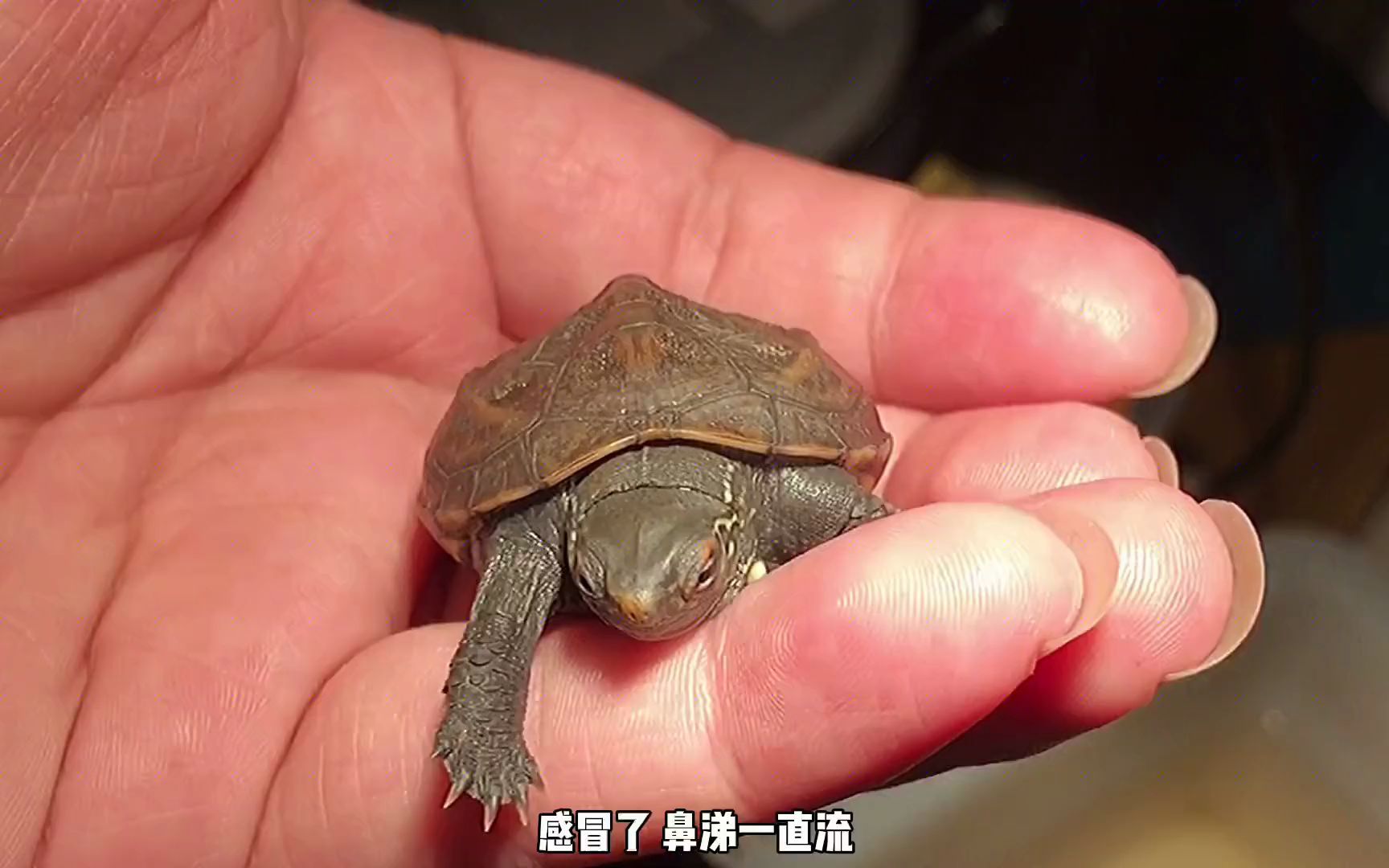 降温太猛,小草龟流鼻涕了