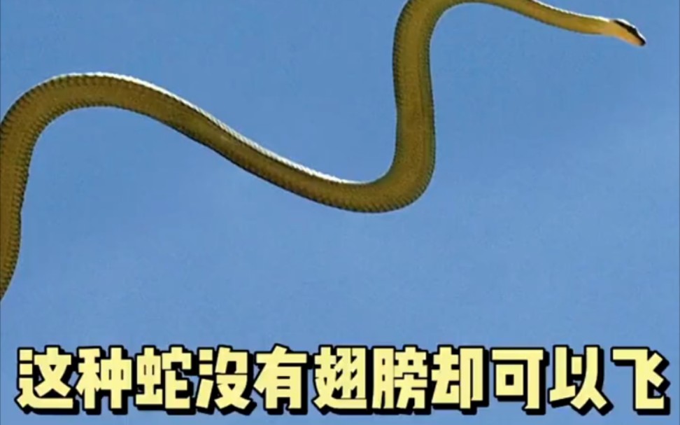 飞蛇草的作用和功效(飞蛇草:清热解毒,祛湿止痛的中药佳品)