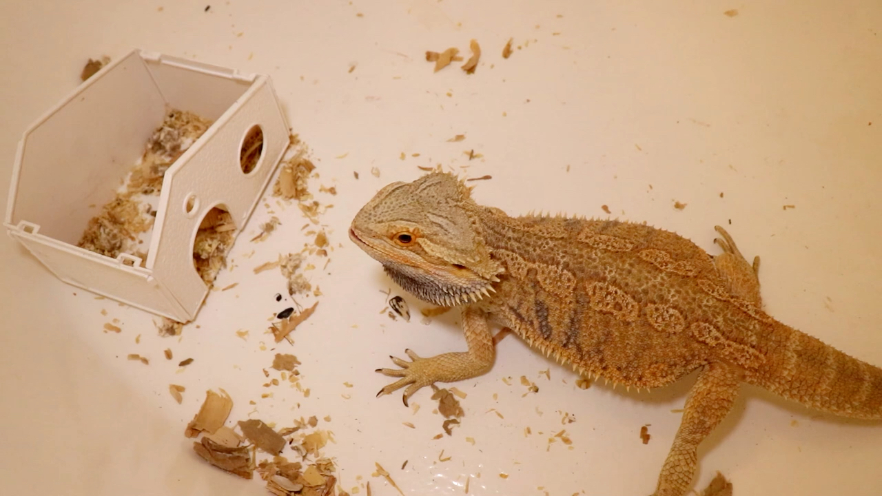 蜥蜴吃仓鼠耗子崽