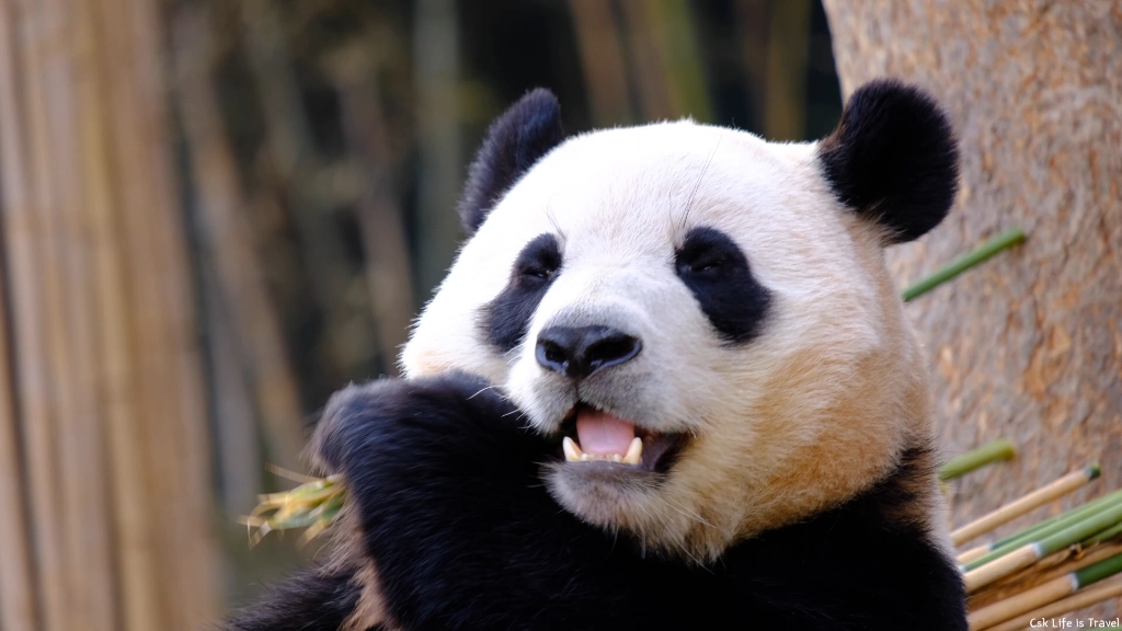 关爱国宝大熊猫 #大熊猫福宝和爷爷 #大熊猫福宝 福宝好干净漂亮佑 