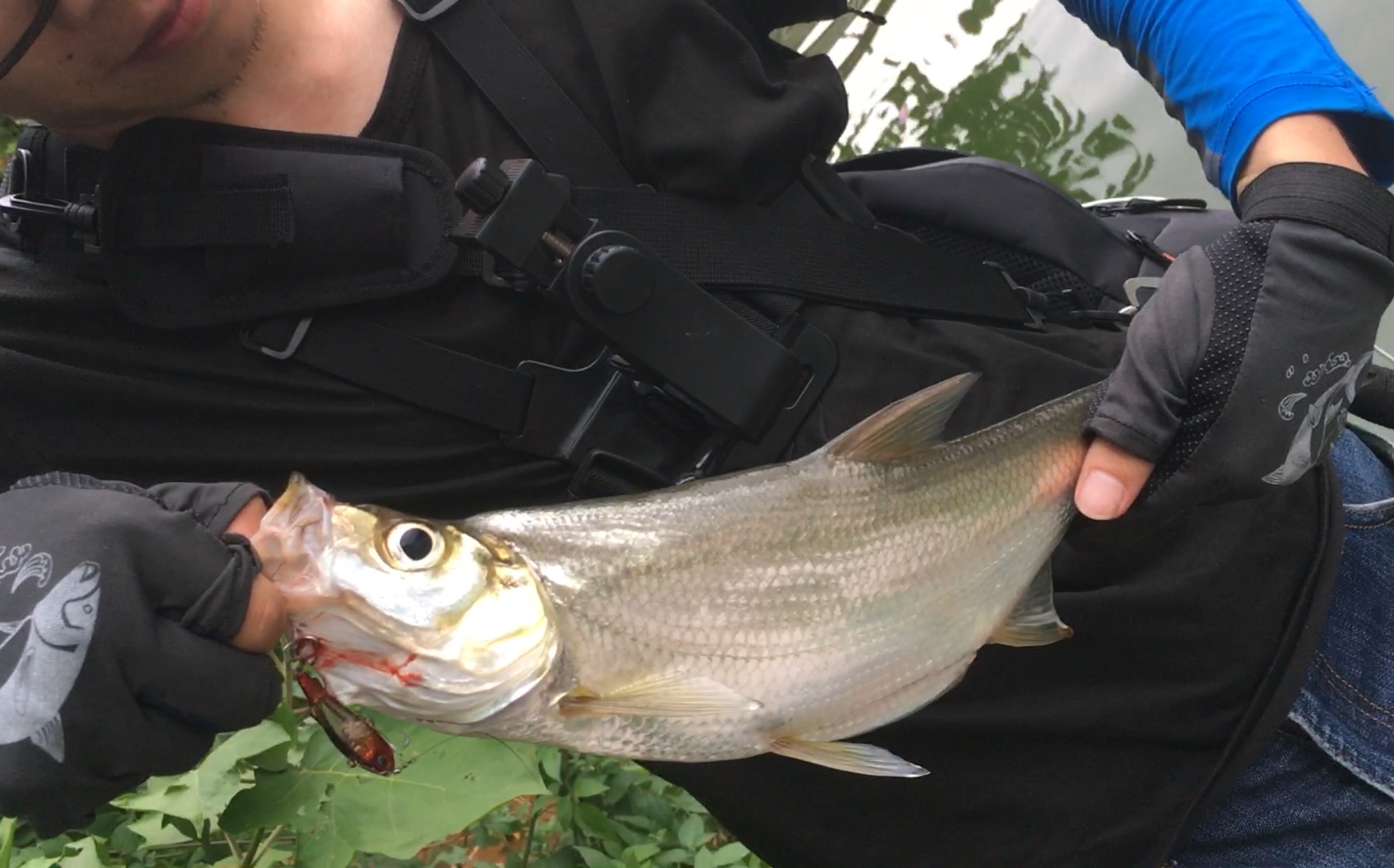 【黑熊路亚】中翘嘴的时候没有控鱼器,很尴尬