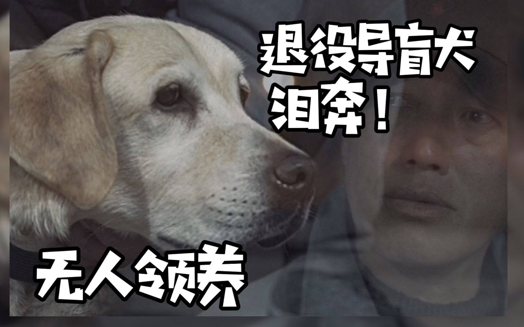 上海导盲犬被要求退役,视障主人含泪送别,全网寻找领养家庭哔哩哔哩bilibili