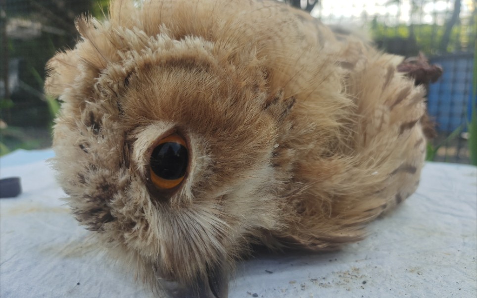 雕鸮与火车相撞