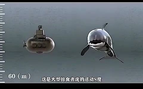 海底的秘密哔哩哔哩bilibili