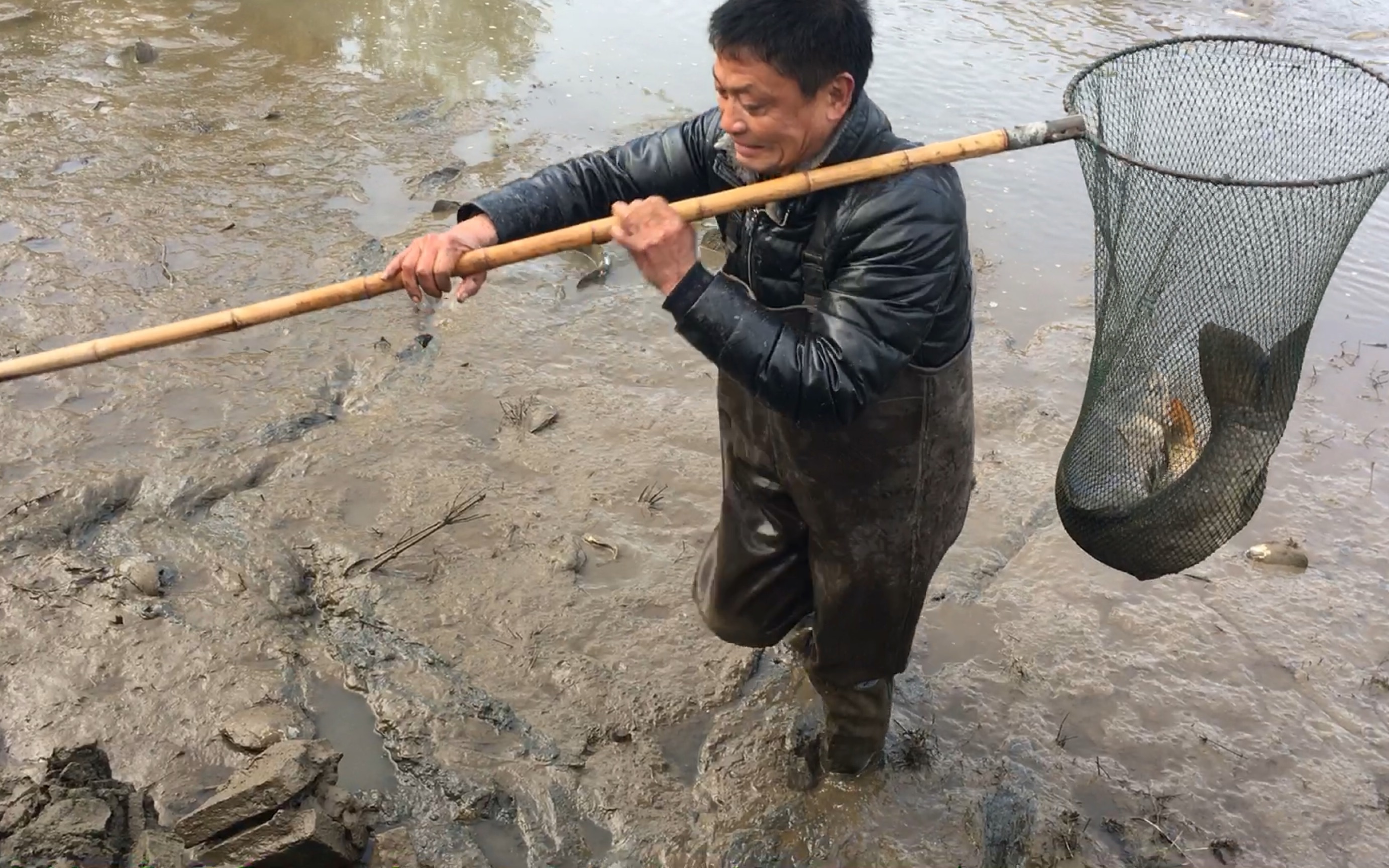 圆圆兔 农村爸爸在自家池塘抓鱼,一抓抓到一条大青鱼,二十多斤可以吃