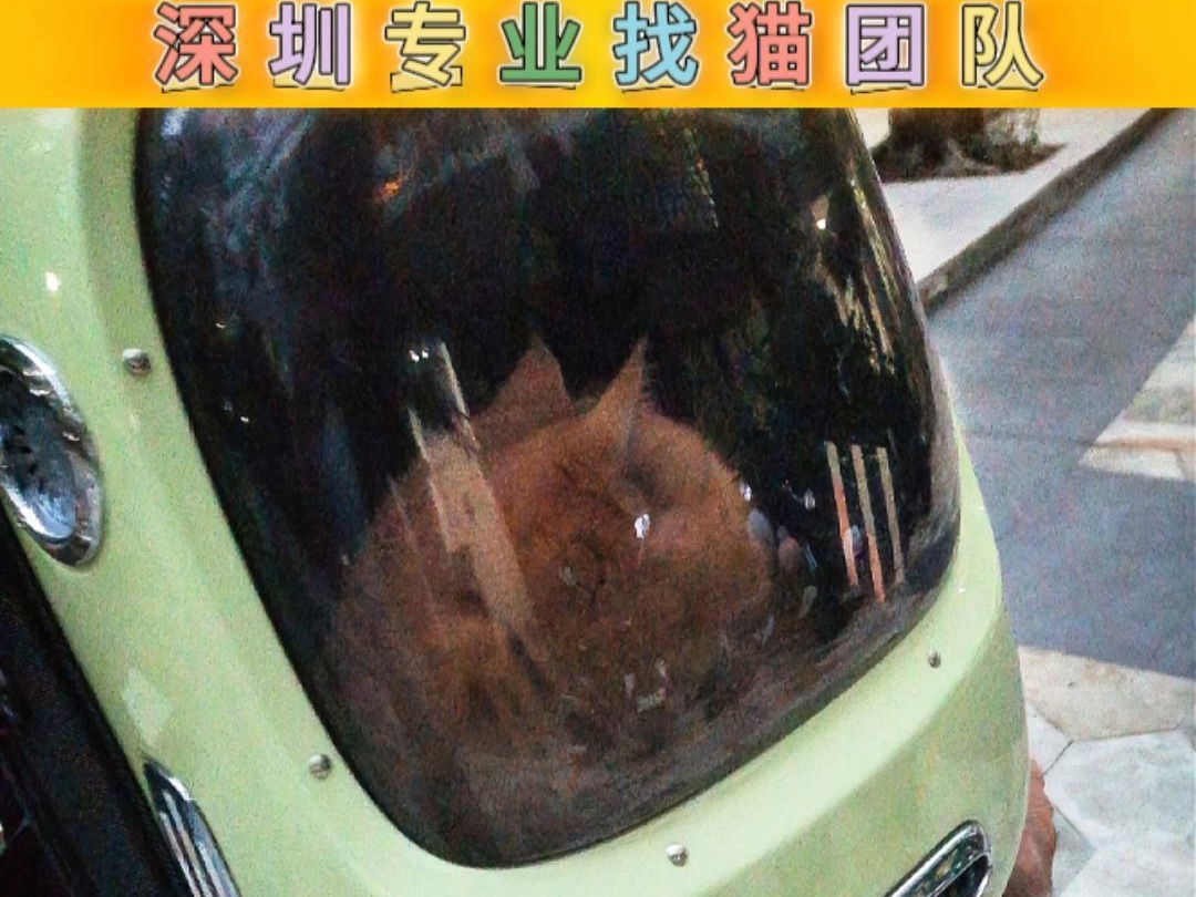 深圳专业找猫团队 丢失三天的金渐层 成功找到哔哩哔哩bilibili