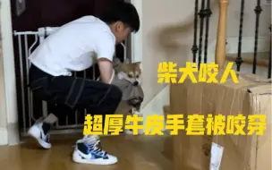 Video herunterladen: 柴犬多年不曾被人触碰。为了能带它出门，不得不控制住它戴上牵引绳。