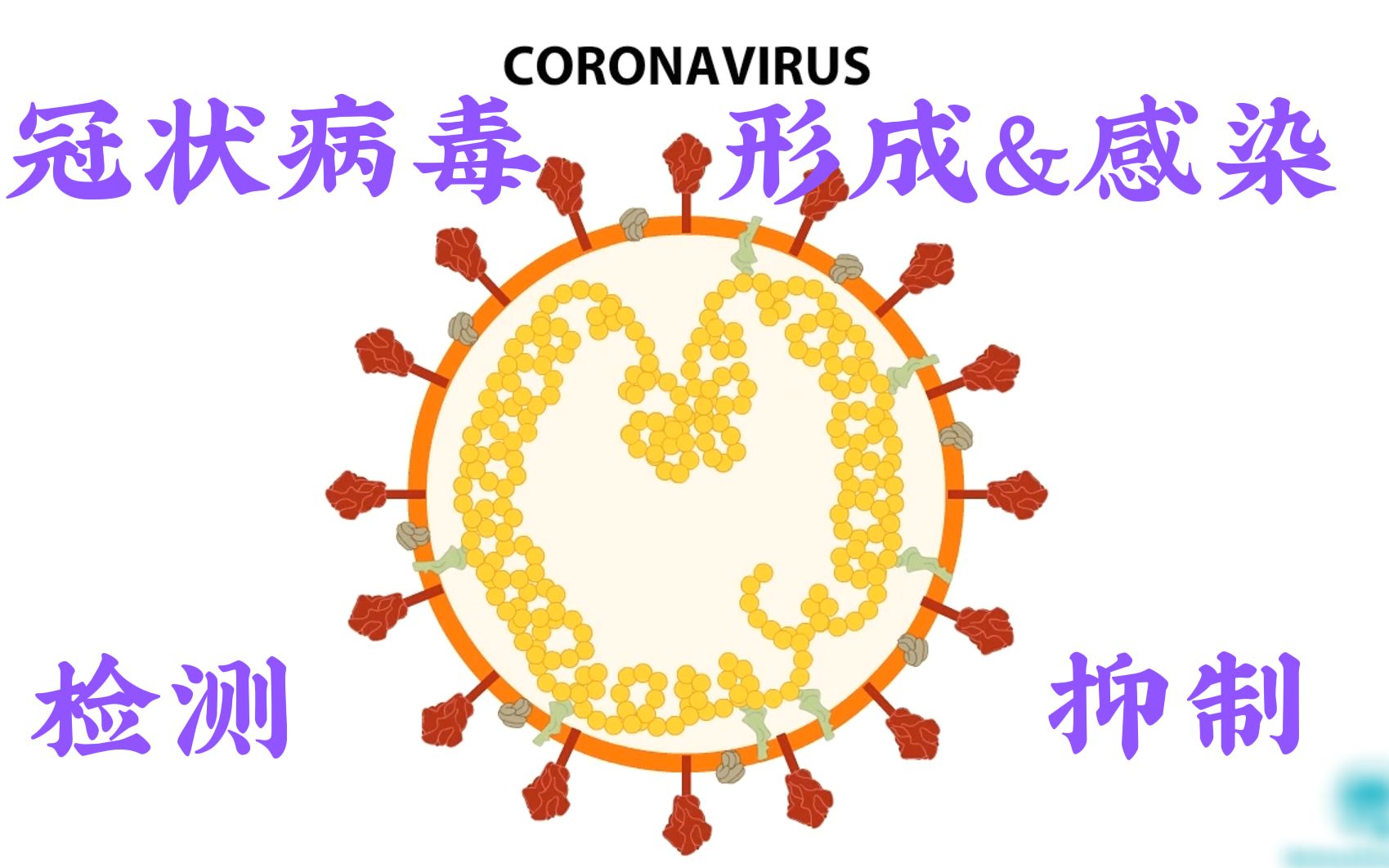 基于冠状病毒感染机制,如何阻断冠状病毒SARSCoV2的活性和筛选抑制剂?哔哩哔哩bilibili