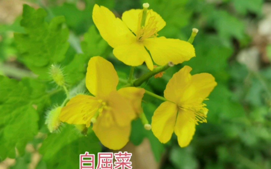 白屈菜:又名"土黄连","牛金花"等.具有消肿止痛,利水止咳的作用.