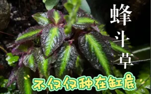 Tải video: 分享雨林缸植物种植方法，不只局限于种在地上