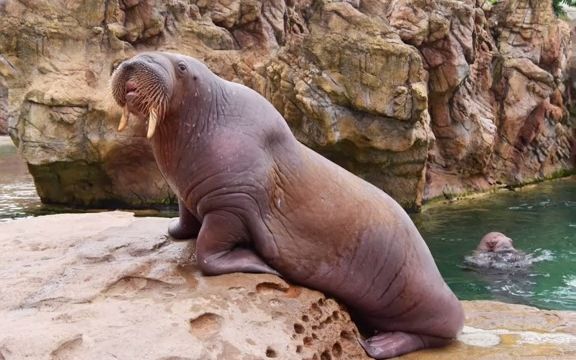 海狮?海象?海豹?傻傻分不清楚