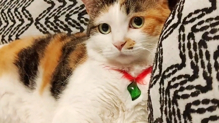 一眼倾心的小美猫,怎能不爱呢!(互关)