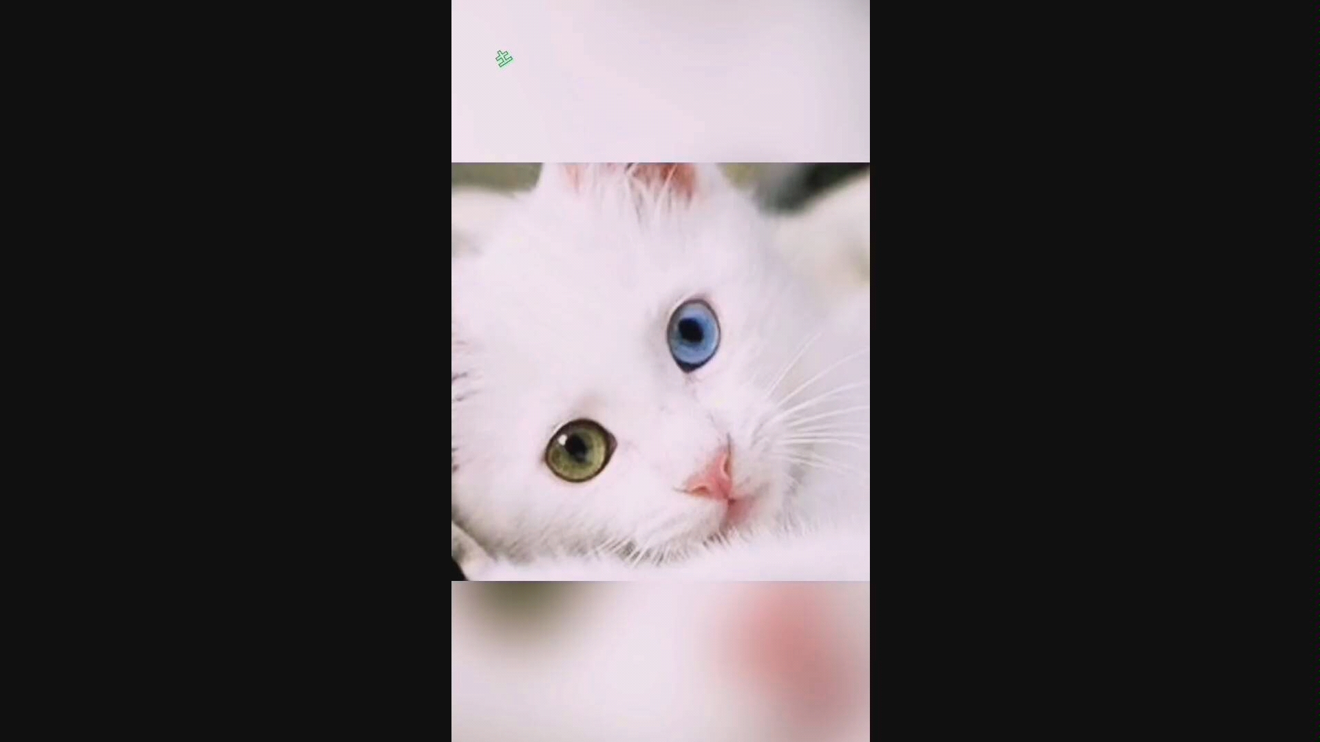 【土耳其梵猫】哔哩哔哩bilibili