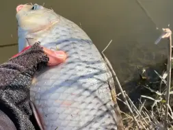 Скачать видео: 哪位手杆大哥线切了，我替你钓上来放生了