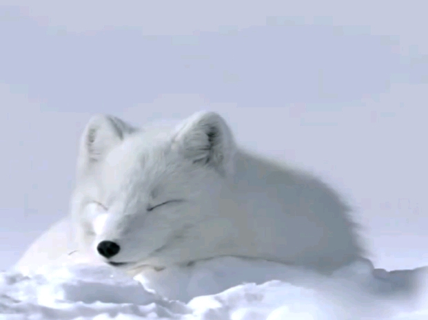 白狐,千年等待千年孤独.