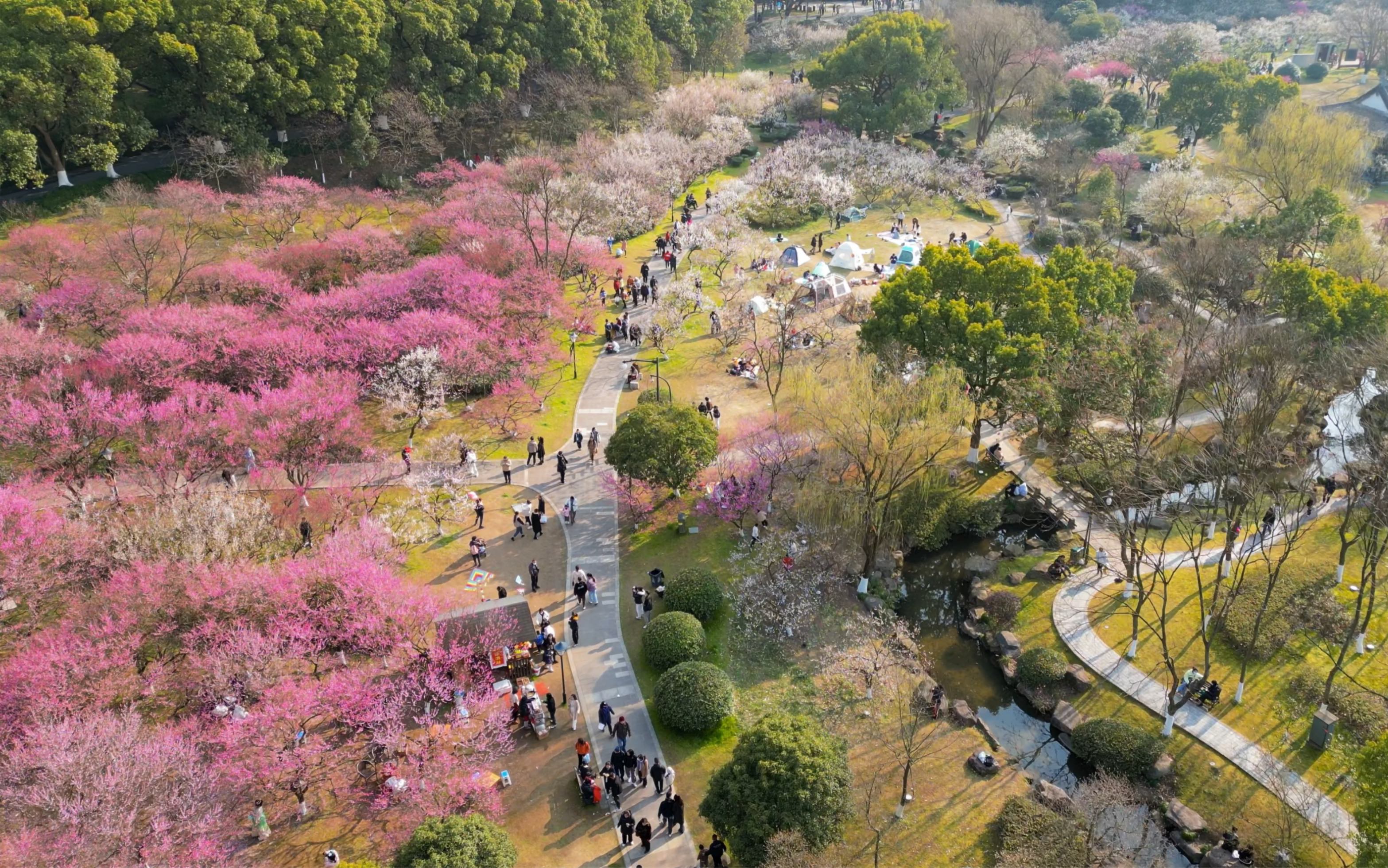 [图]江南忆，最忆是杭州，超山赏梅一镜到底！