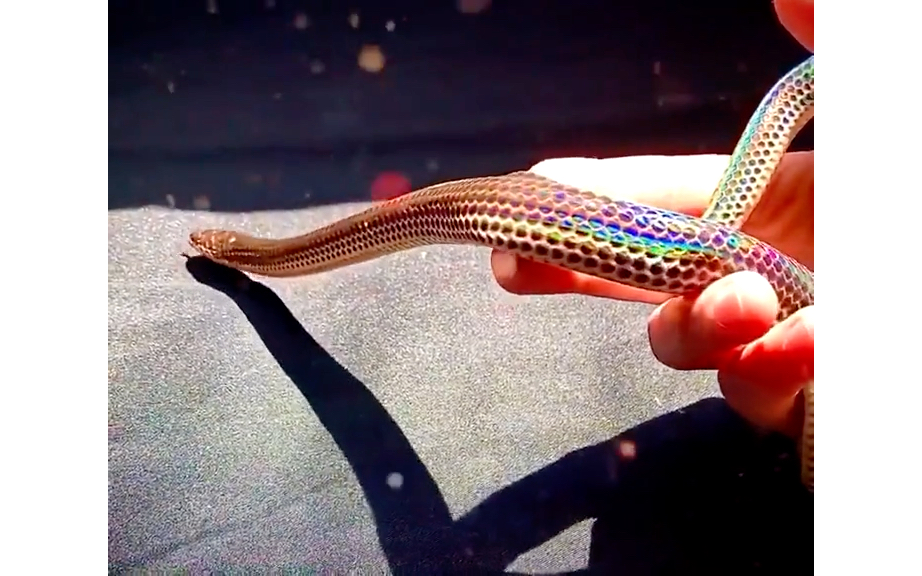 阳光蛇 当有光线照射时,它们鳞片上的层状晶体细胞会折射光线产生