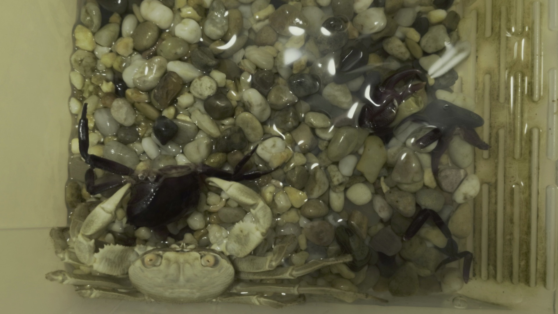 毛足捕食束腰蟹