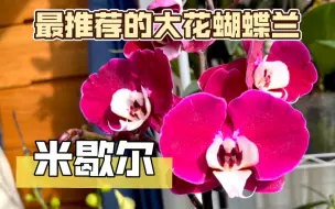 Video herunterladen: 【蝴蝶兰】米歇尔，最推荐的红花大花品种