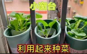 Descargar video: 小窗台利用起来，下面条的青菜有了，纯天然有机健康青菜采摘