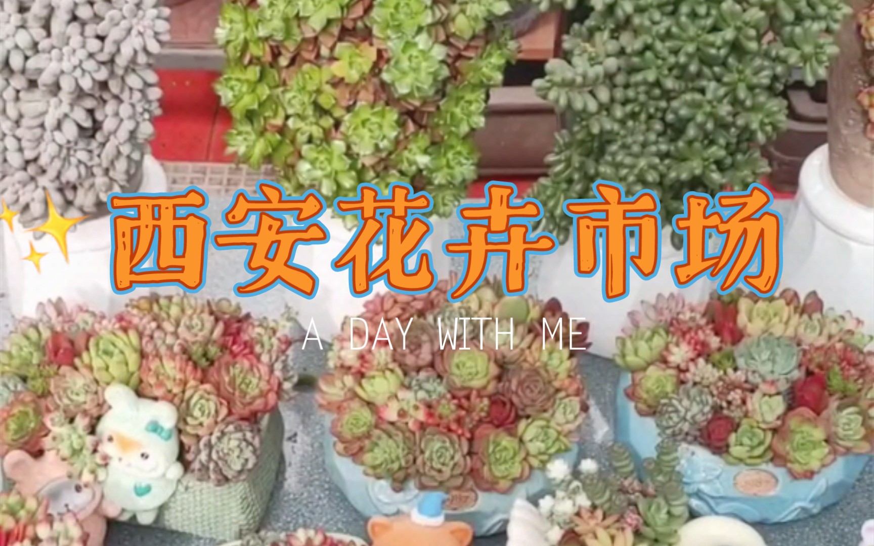 【植物花卉多肉】逛西安花卉市场哔哩哔哩bilibili