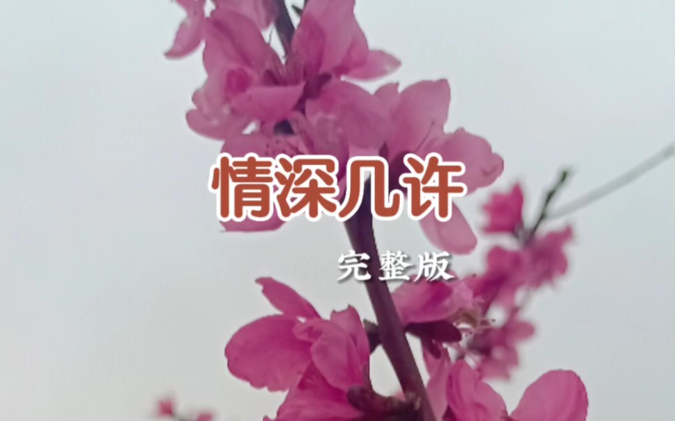 一首《情深幾許》分享給大家!