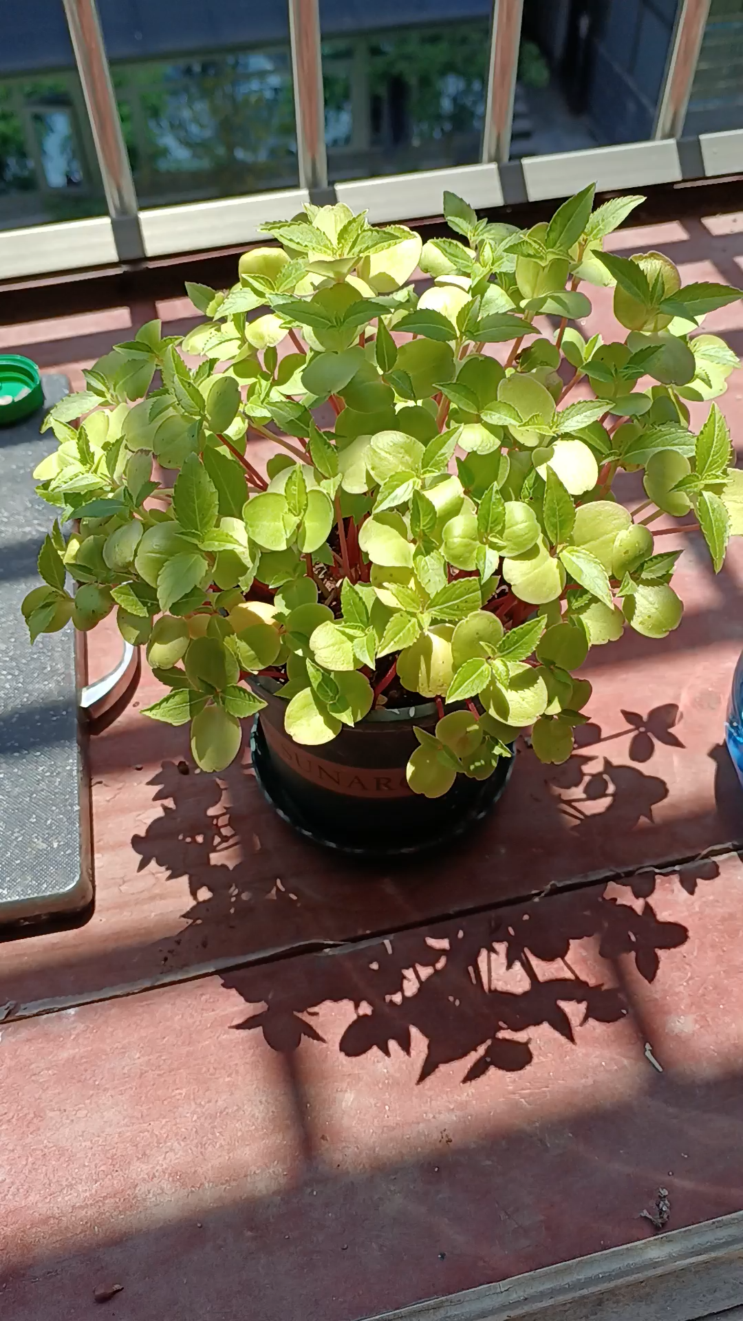 网上买的指甲壳花发芽长起来了.