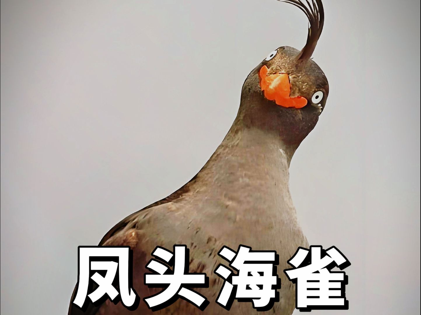 凤头海雀:头顶一撮毛,鸟中我最潮.