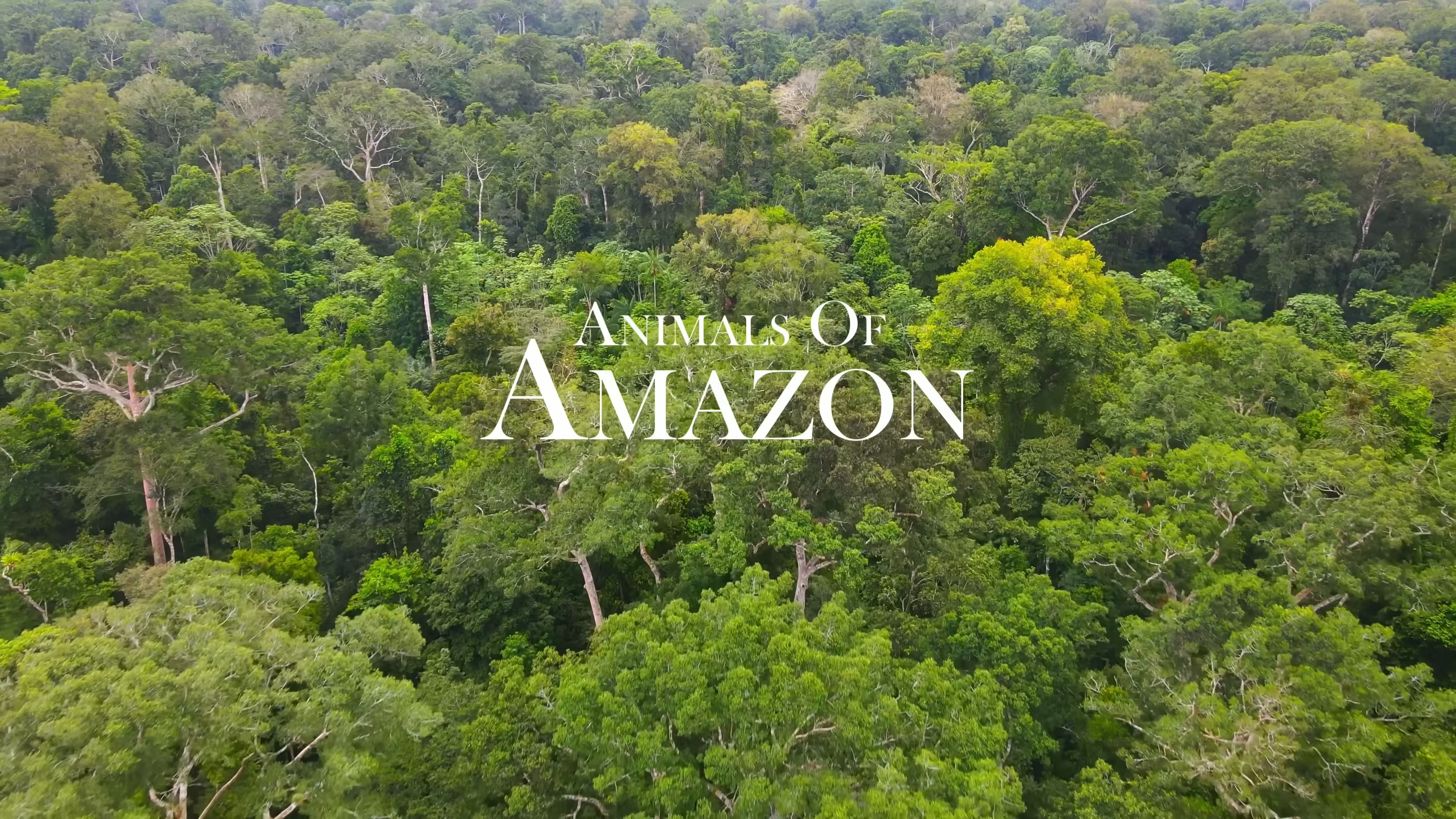 amazonjungle图片