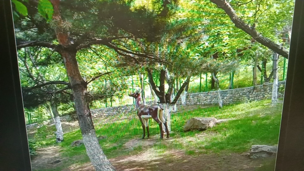 本溪动物园鹿20110512