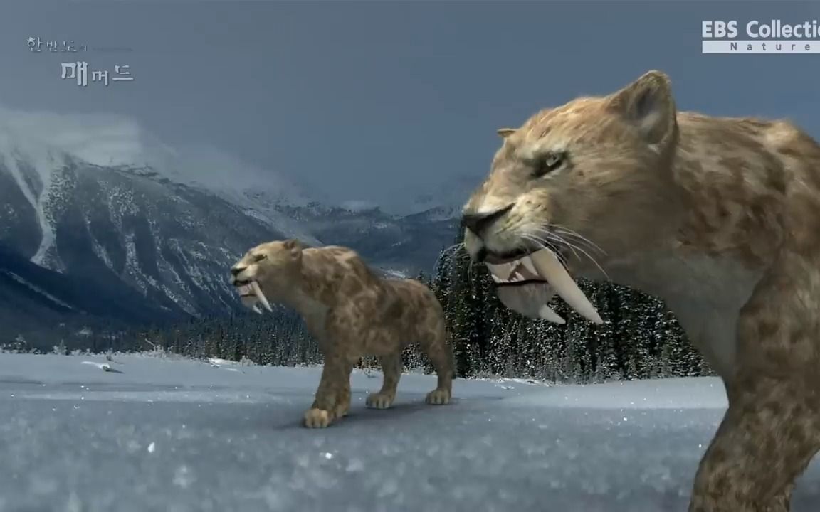 这是剑齿虎还是洞狮