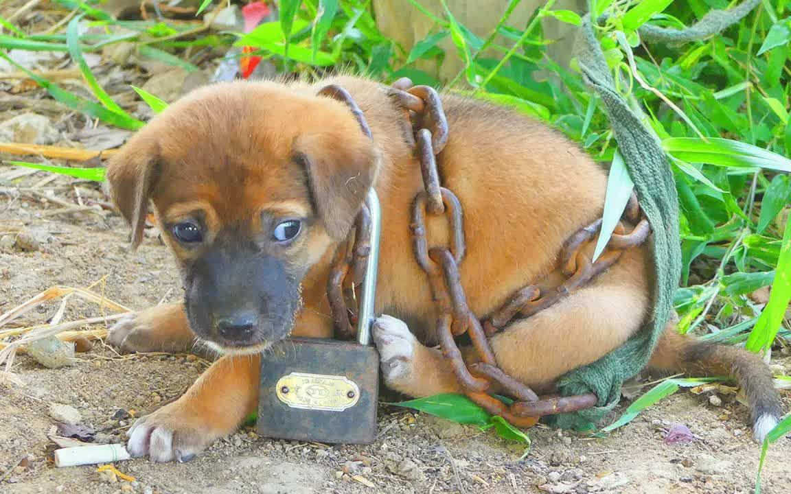 被巨大锁链捆绑并被遗弃的狗狗看到狗狗绝望的眼神泪奔了