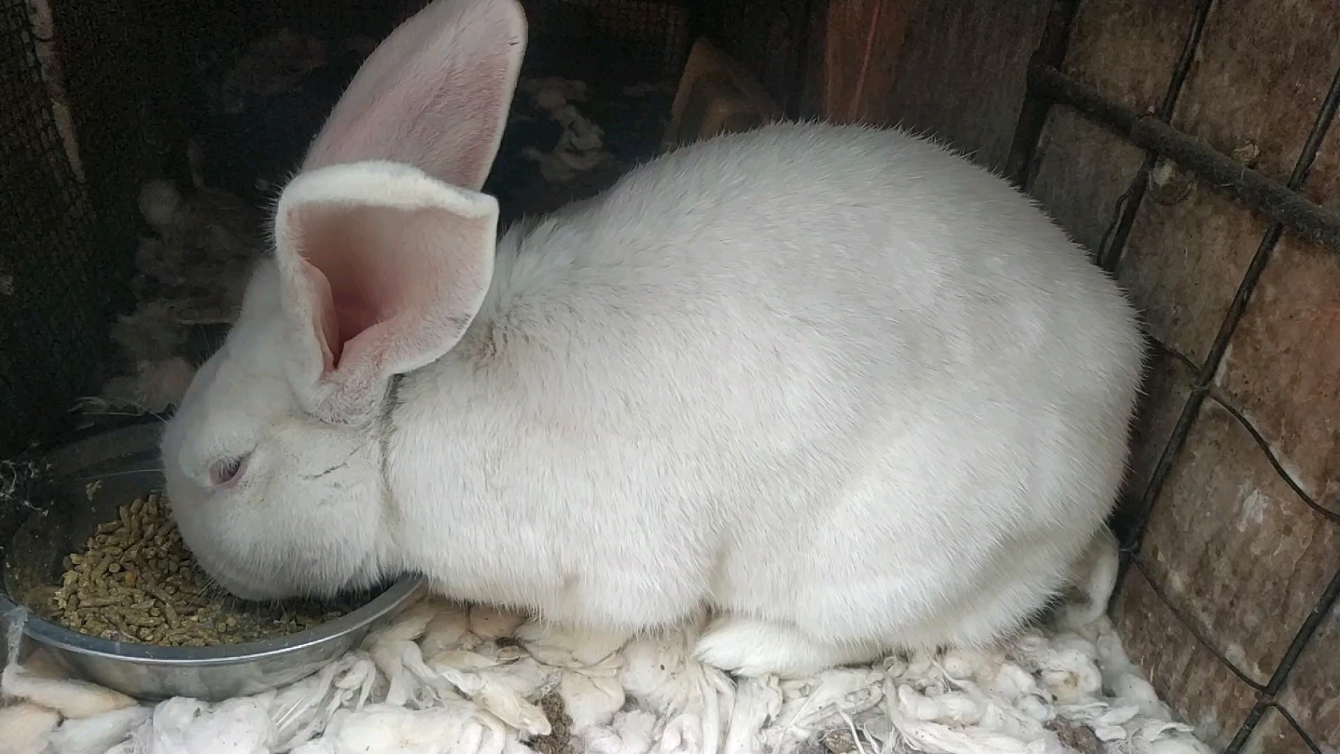 自家折耳兔没事喂点人参和药材