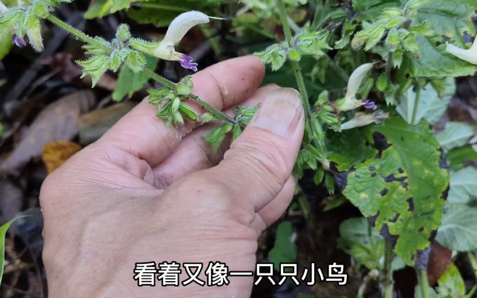 这种名字带个参字的植物,可以泡茶泡酒食用价值非常高,你们认识吗哔哩哔哩bilibili