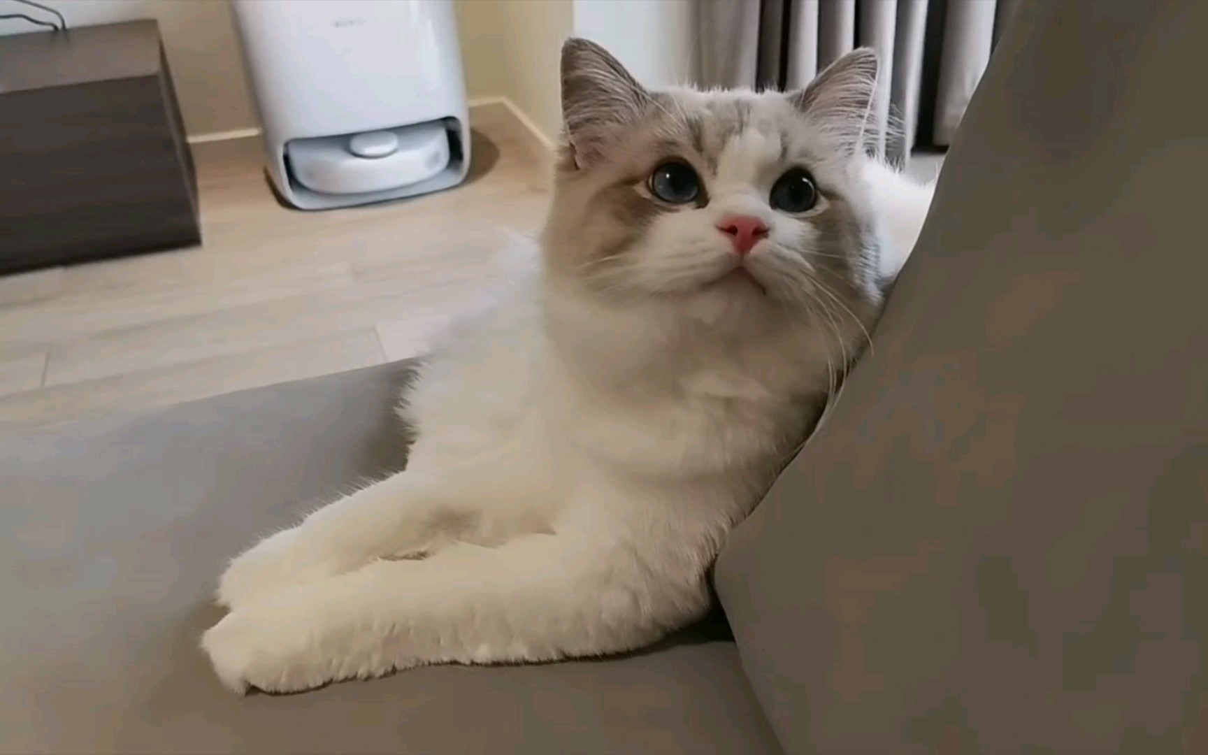 小耳朵超级灵活的loki