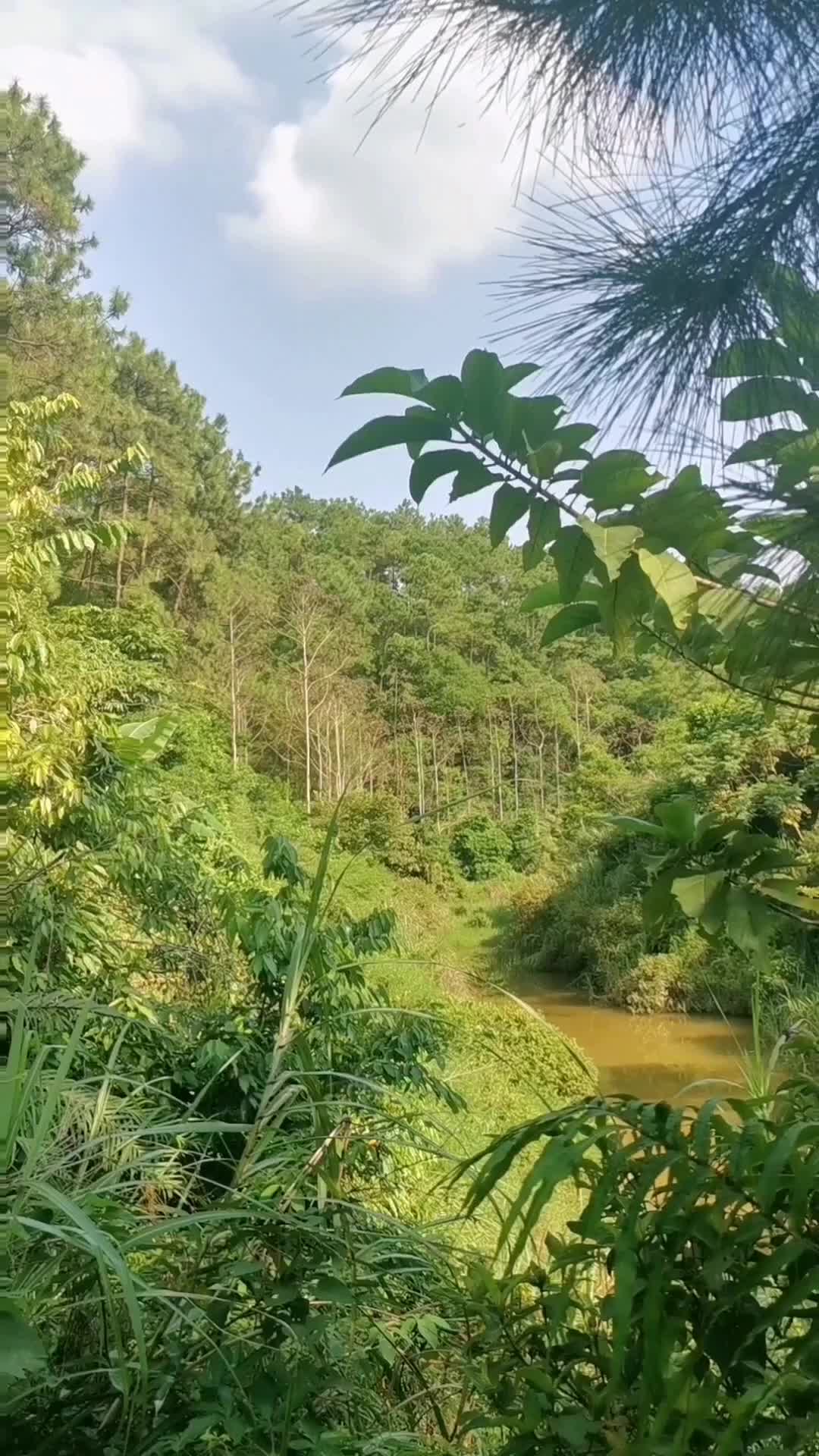 快来感受一下大山的宁静#治愈系风景哔哩哔哩bilibili