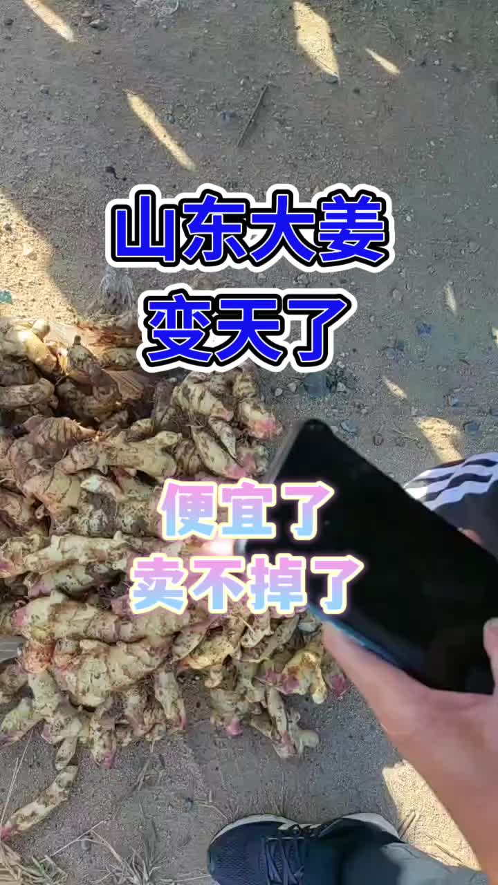 山东大姜滚蛋了图片