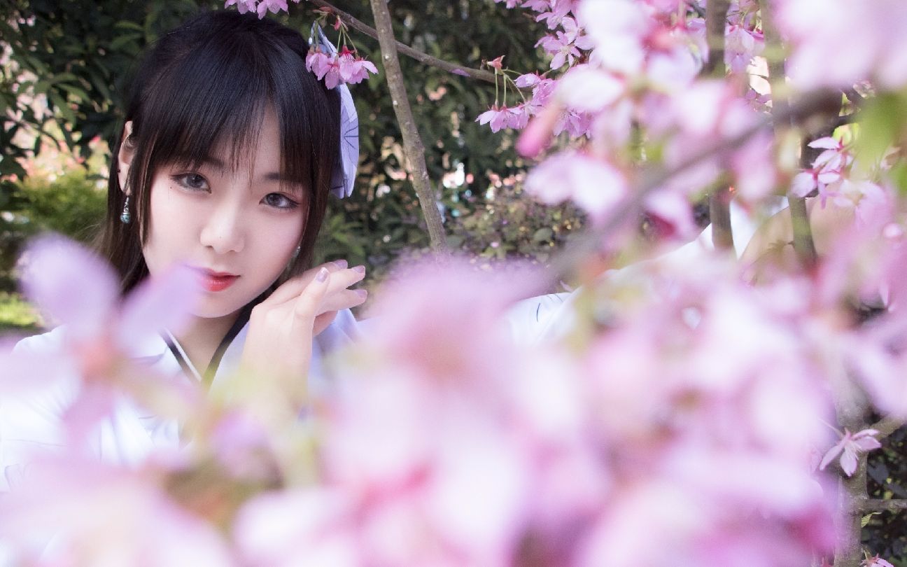 箜篌虫奉行无论你在哪里我都会径直奔向你送你一世不会凋谢的樱花