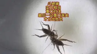 斗蟋蟀，实力相当，重口对决，最后发出一记重口滚夹，才分出胜负