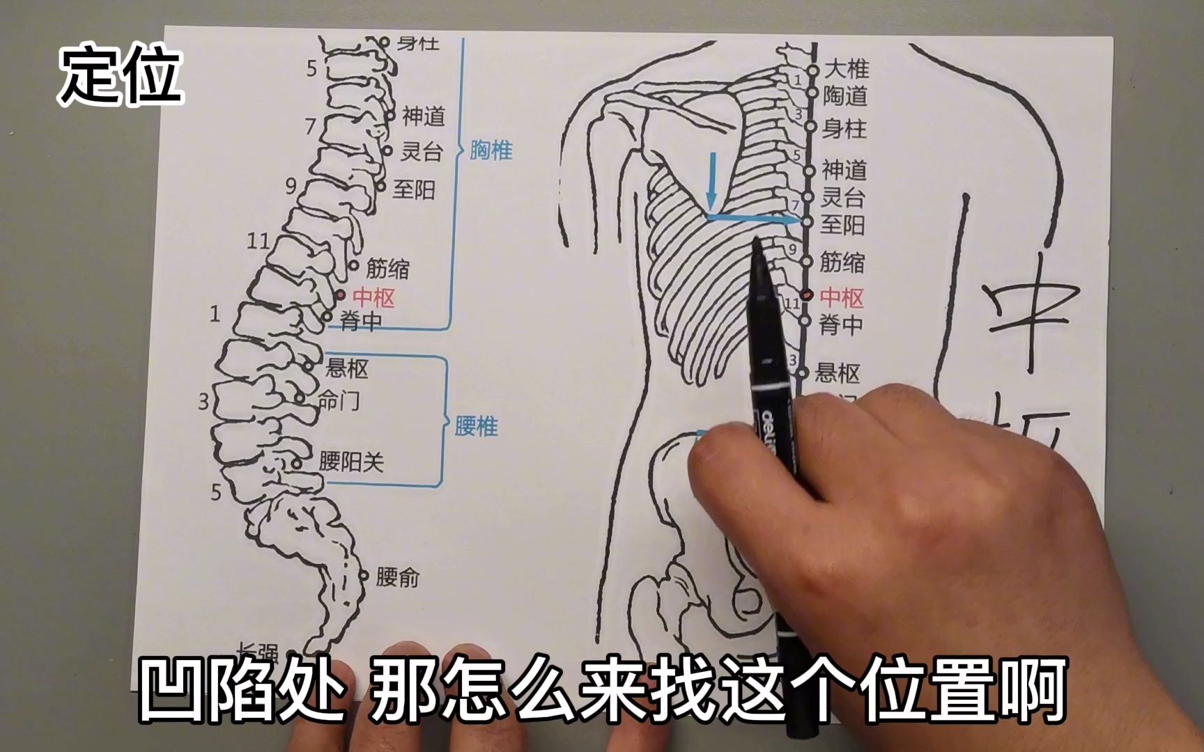 「草本郎中」神奇的穴位——中枢穴可以健脾胃,促消化,改善脾胃虚弱.哔哩哔哩bilibili