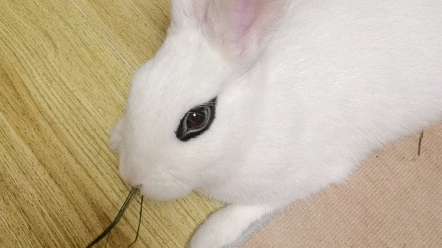 活动  懒兔子,躺着吃草