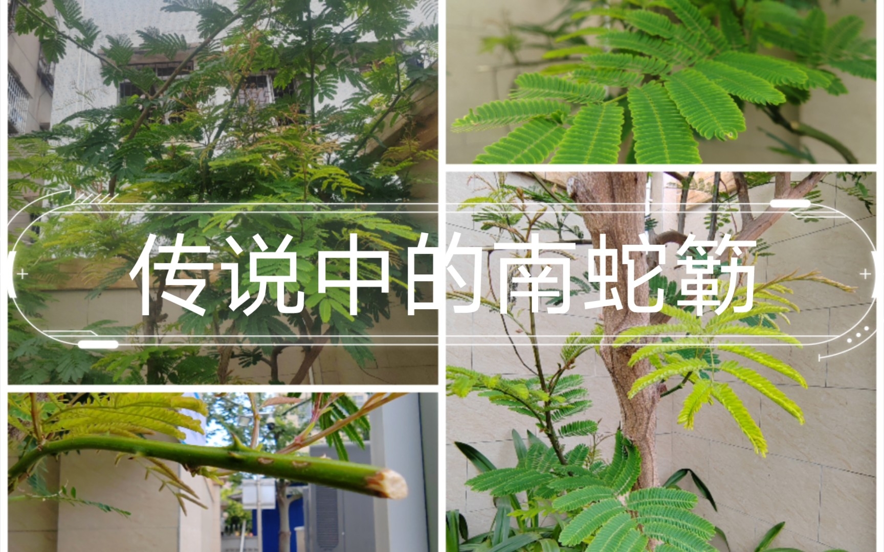 【每天认识一种植物】传说中的南蛇簕哔哩哔哩bilibili