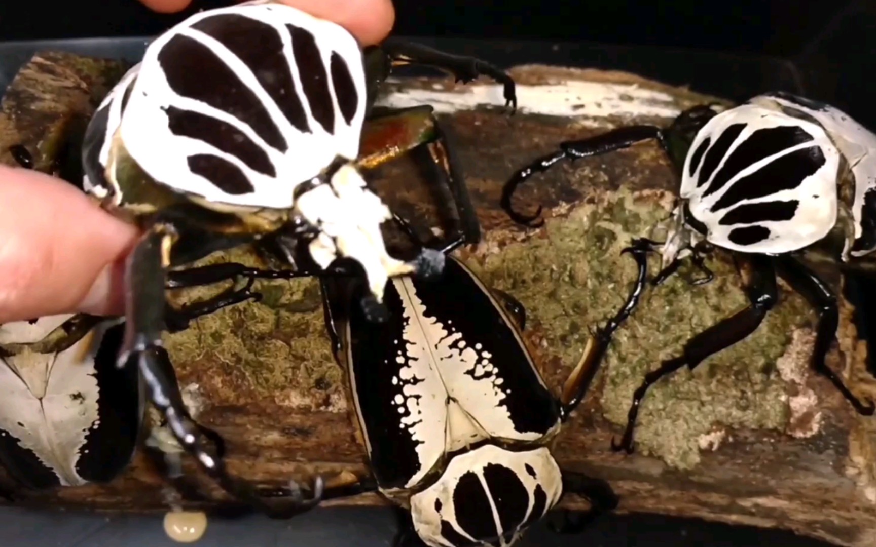 同时现4只gr皇家大角花金龟!