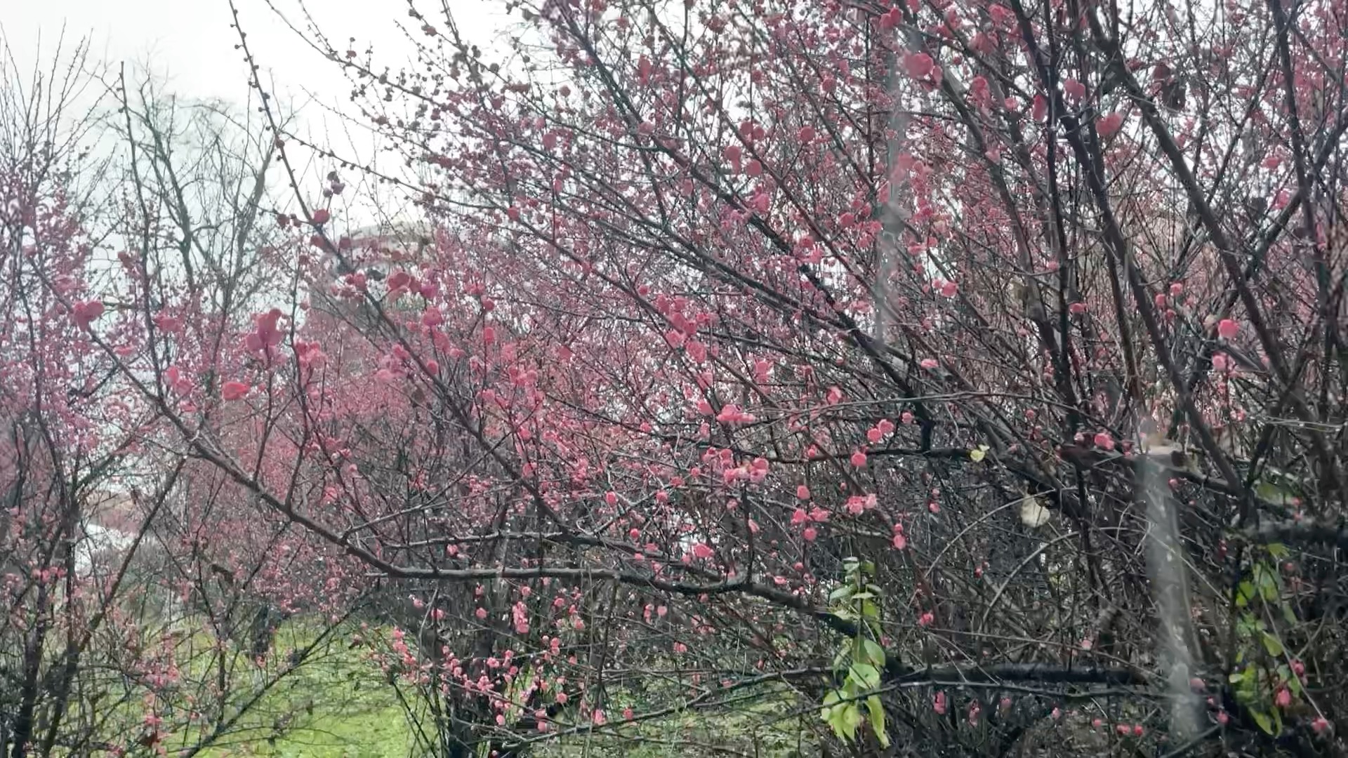 雨雪交加中的寒梅傲骨,令人钦佩感动哔哩哔哩bilibili