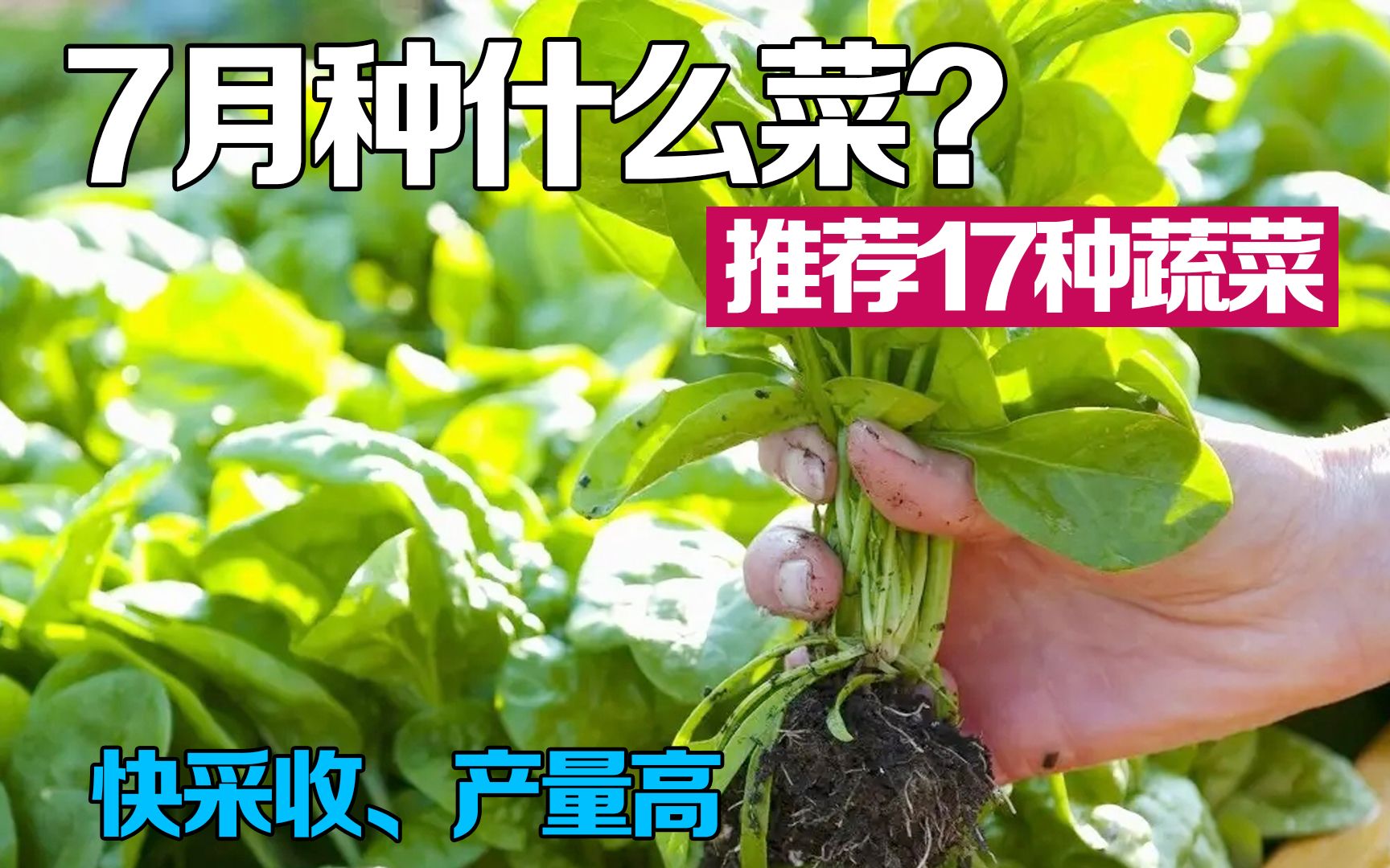 [图]7月可以种什么蔬菜？推荐这10类蔬菜，源源不断一直采收到深秋